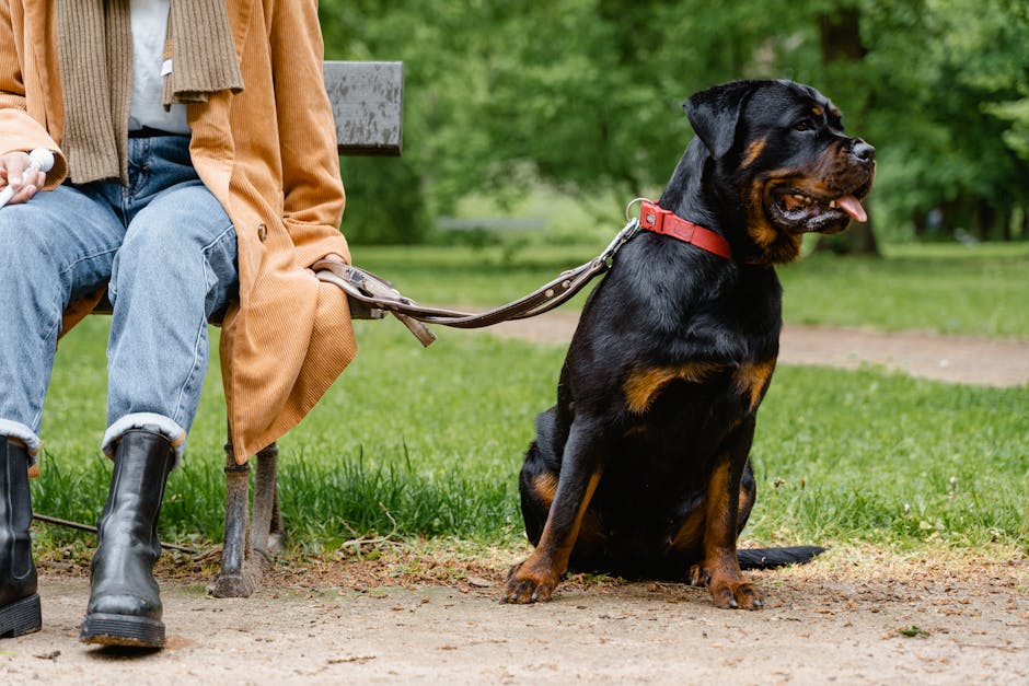 Obedience Training