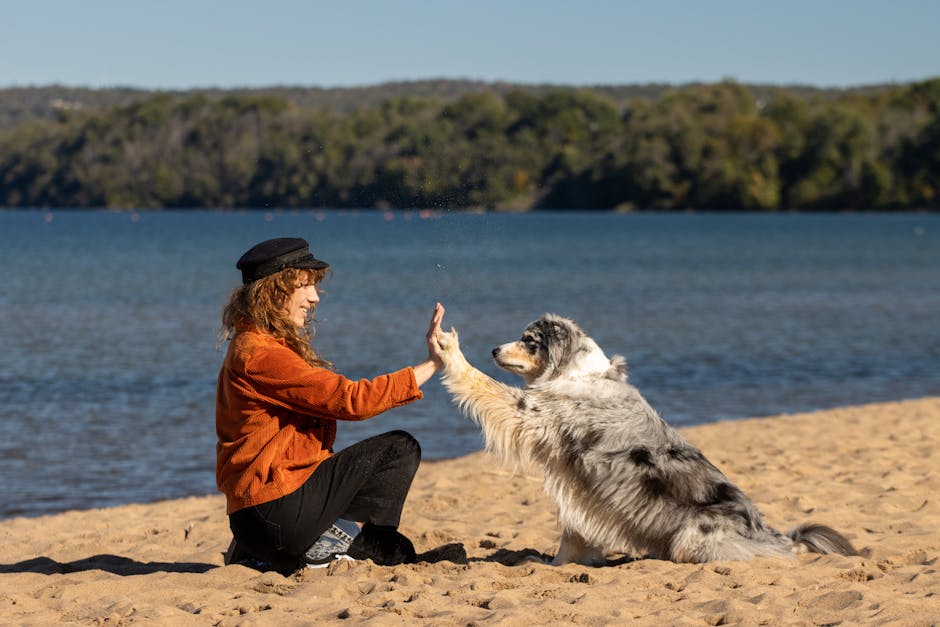 Dog trick training