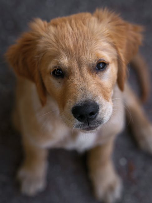 Puppy Training