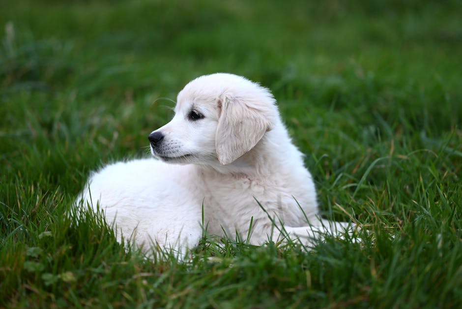 Puppy recall training