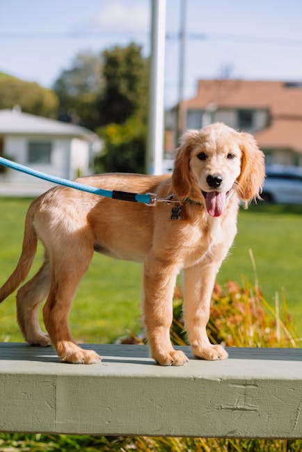 Puppy Training