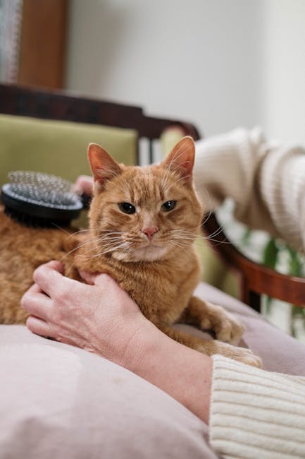 Cat getting brushed