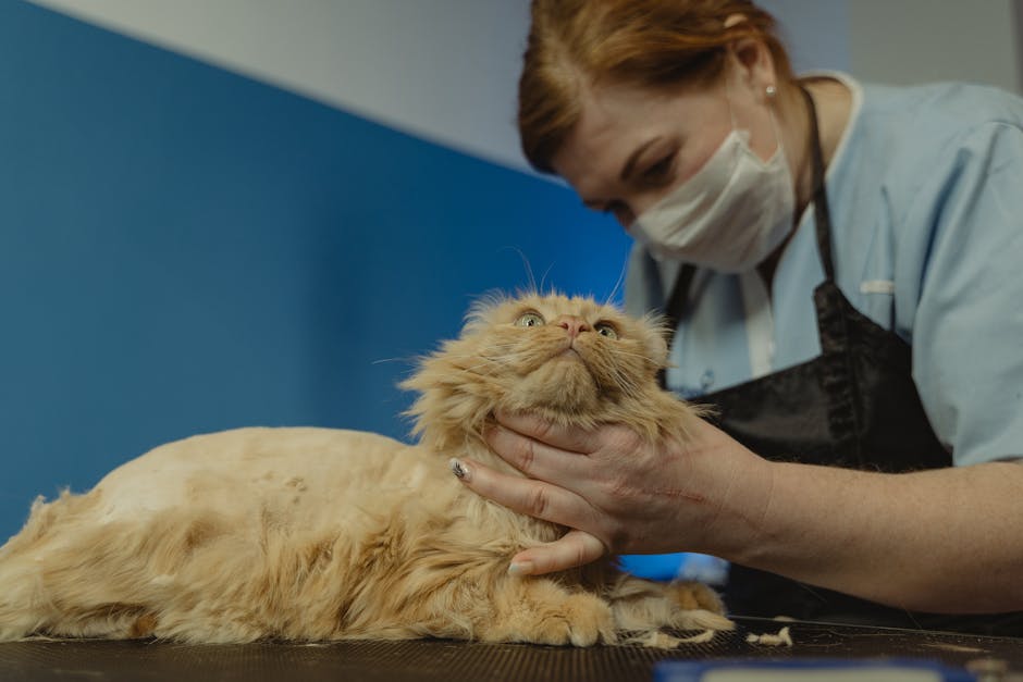 Groomer petting a cat