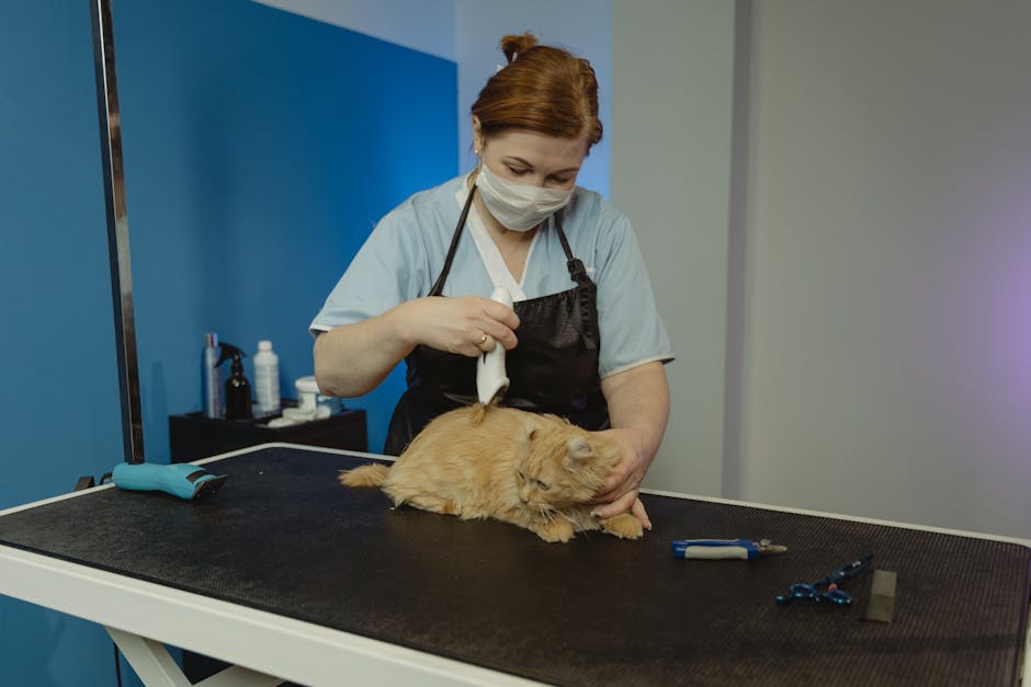 Cat Grooming Salon