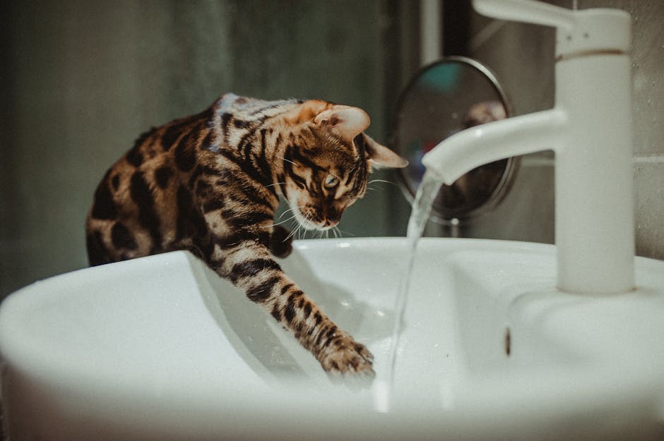 Cat Bath