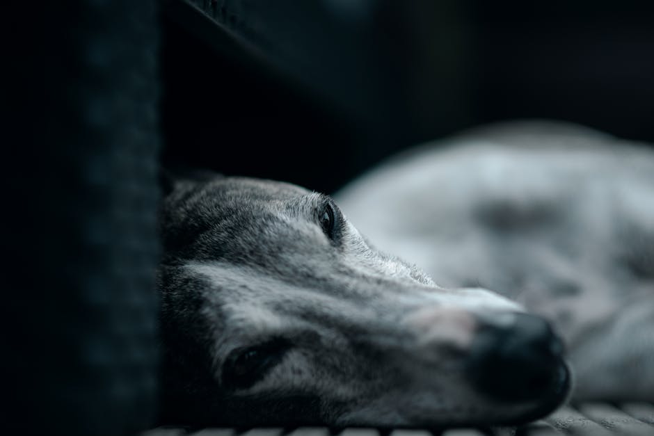 Curious greyhound looking at camera