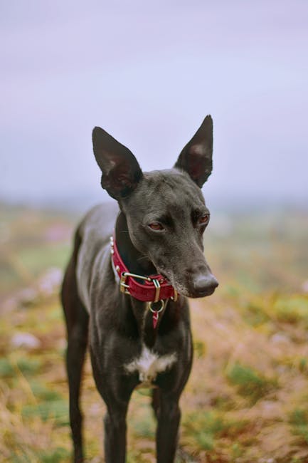 Adoptable greyhound