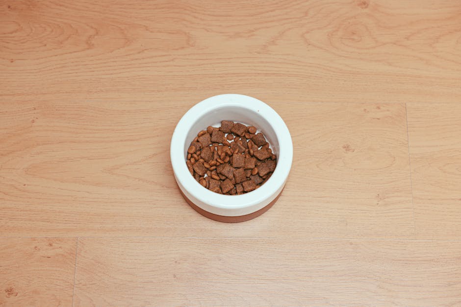 Greyhound eating from a bowl