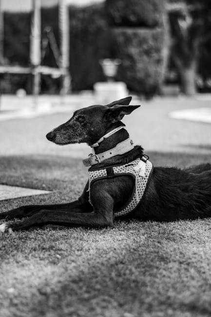 Happy greyhound