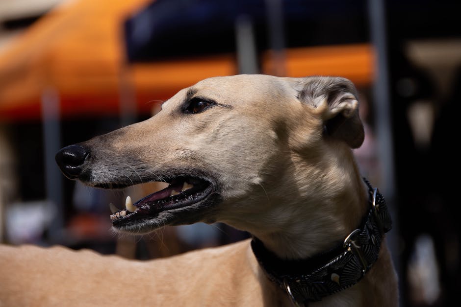 Greyhound history