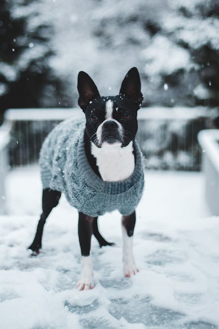 Greyhound in a sweater