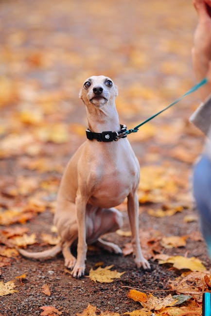 Greyhound adoption