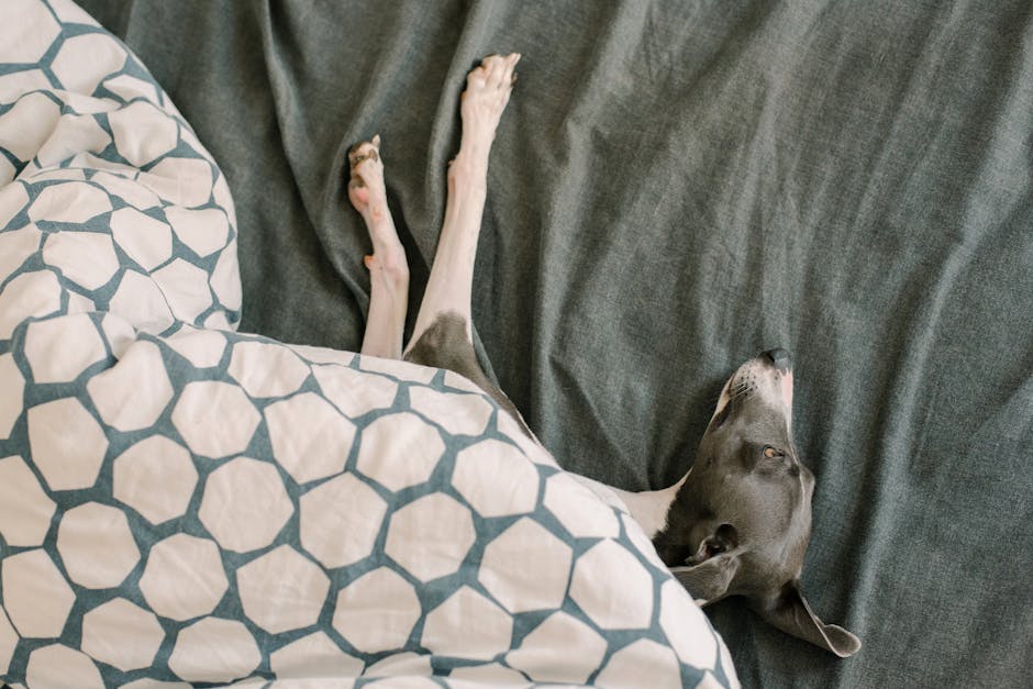 Greyhound sleeping on a couch