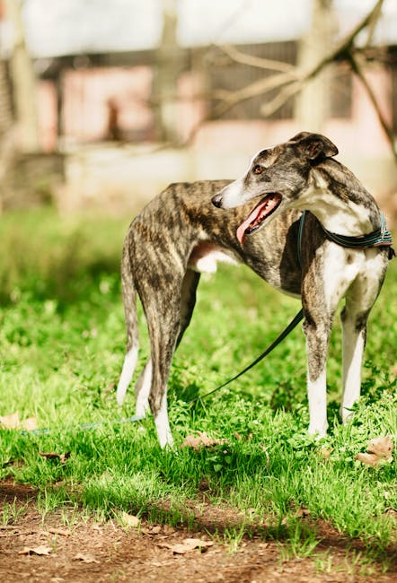 Greyhounds playing