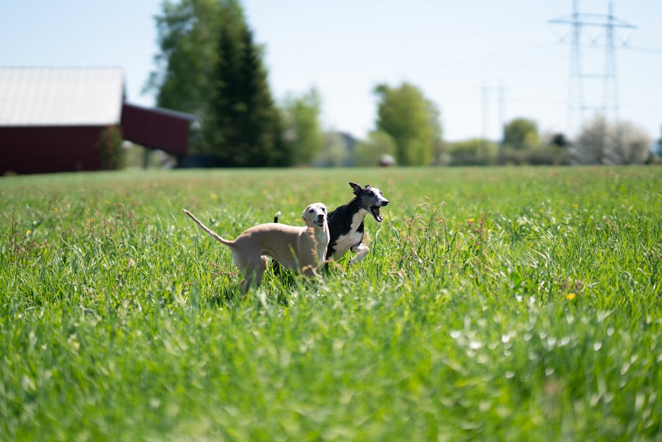 Elegant greyhound dogs running