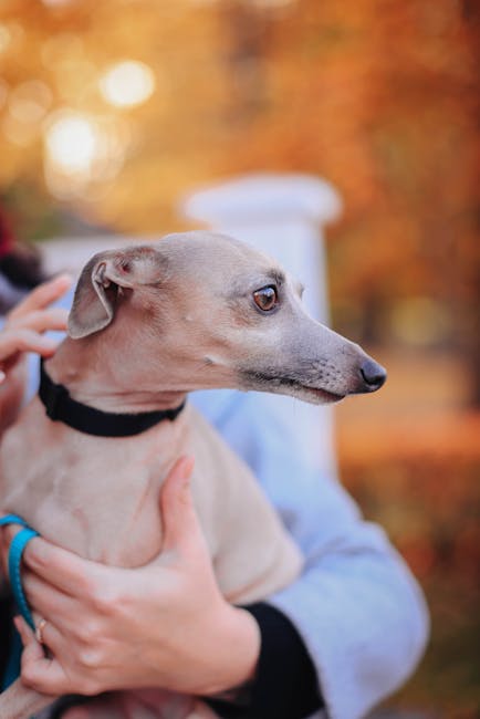 Greyhound care