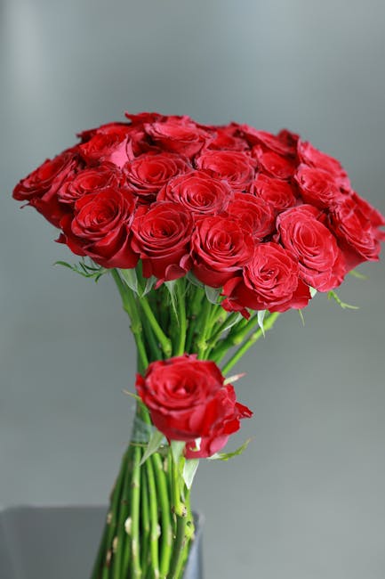 Red Roses
