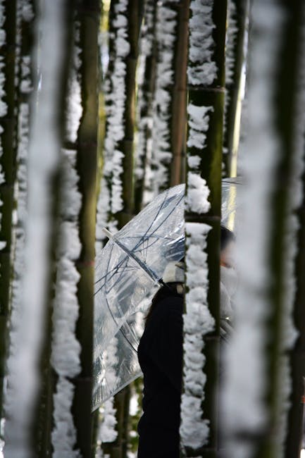 Japanese Winter Nature