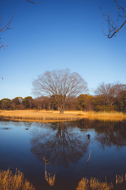 Quiet Tokyo Park