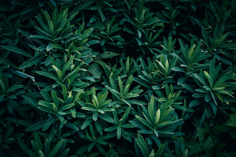 Healthy indoor plant leaves