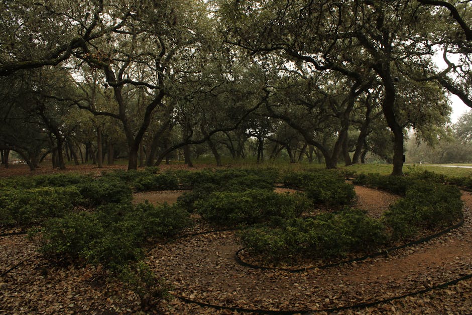 Coastal landscaping with live oaks and native plants